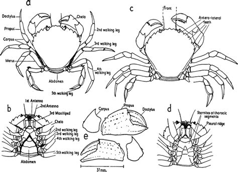 Anatomy and morphological criteria of Carcinus maenas, published by ...