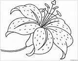 Lily Flower Coloring Page  Free Printable Pages sketch template