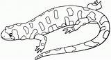 Free Printable Lizard Coloring Pages For Kids sketch template