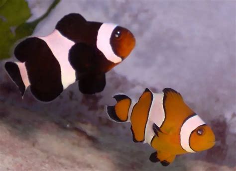 Ocellaris Clownfish | The Animal Facts | Appearance, Diet, Habitat, Range