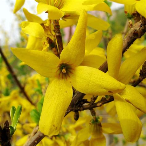 Forsythia Seeds forsythia Suspensa 20 Seeds in Frozen Seed | Etsy