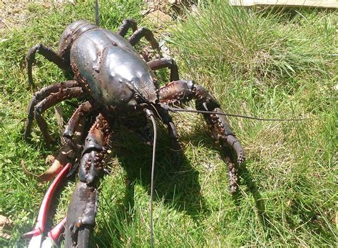 Largest ever fine for poaching giant freshwater crayfish