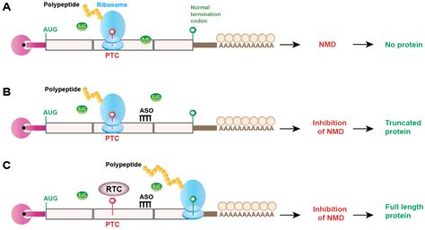 Genes | Free Full-Text | Nonsense-Mediated mRNA Decay as a Mediator of Tumorigenesis