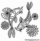 Koi Fish Coloring Pages  For Kids And Adults sketch template