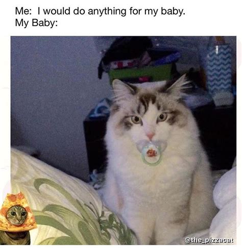 My baby | Cats, Animals, Memes