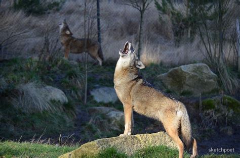 "Red Wolves Howling" by sketchpoet | Redbubble