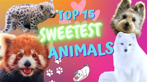 🐾 TOP 15 SWEETEST ANIMALS IN THE WORLD - YouTube