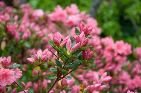 Pruning Azaleas – P. Allen Smith