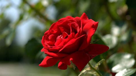 Rose Wallpapers For Desktop Full Size Hq Images 12 HD Wallpapers ...