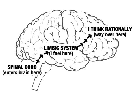 Limbic System And Emotion