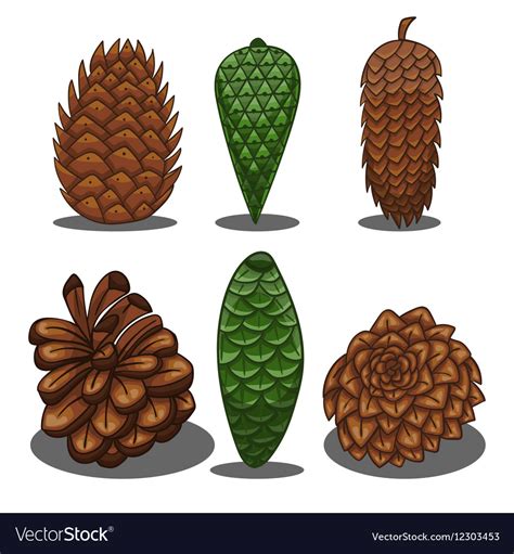 Set of fir cones Royalty Free Vector Image - VectorStock