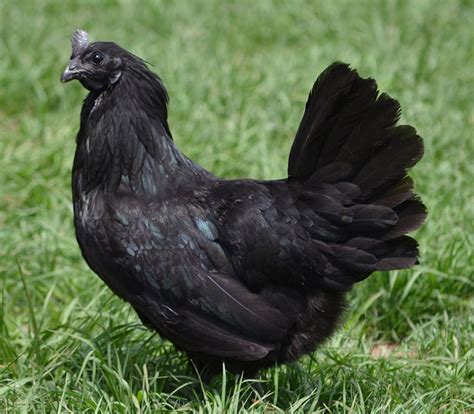 Ayam cemani facts you didn't know! | BackYard Chickens - Learn How to Raise Chickens