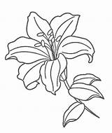 Lily Flower Coloring Pages PDF To Print  Coloringfoldercom sketch template