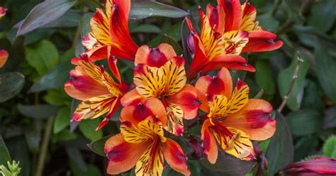 Develop and Look after Alstroemeria (Peruvian Lily) - naturery.net