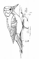 Hairy Woodpecker coloring Page  Free Printable Coloring Pages sketch template