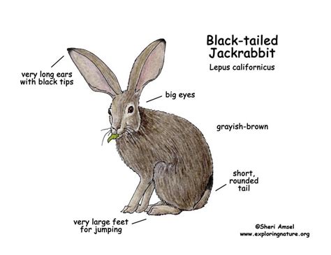 Jackrabbit (Black-tailed)