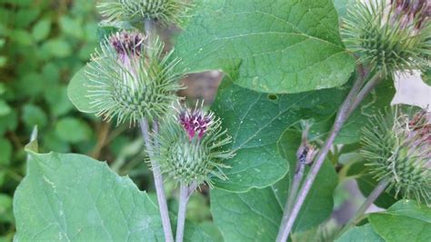 Arctium lappa , Natura Mediterraneo | Forum Naturalistico