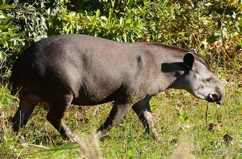 Tapir du Brésil — Wikipédia