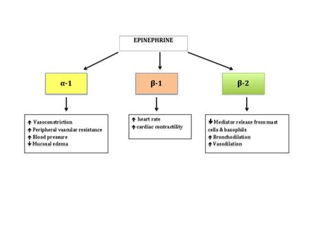 Epinephrine Mechanism of Action | PDF