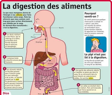 Épinglé par Jennifer Ingle sur La Santé | Éducation à la santé, Anatomie du corps humain