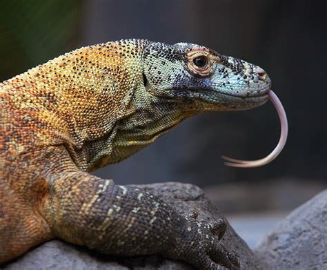 Komodo dragon | San Diego Zoo Kids