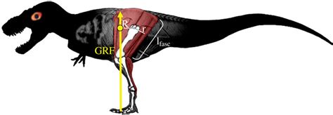 dinosaurs warm-blooded | Dinosaurs Fact and Fiction