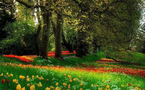 720P Free download | Beautiful Flower Scenery. flowers, garden, park, beautiful, sc, Flower ...