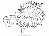 Close Up Sunflower Coloring Page For Kids  Free Sunflowers Printable sketch template