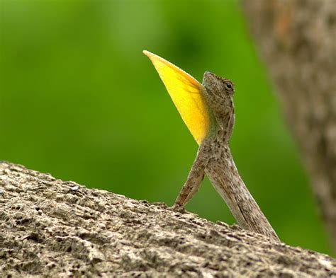 Draco Lizard | The Biggest Animals Kingdom