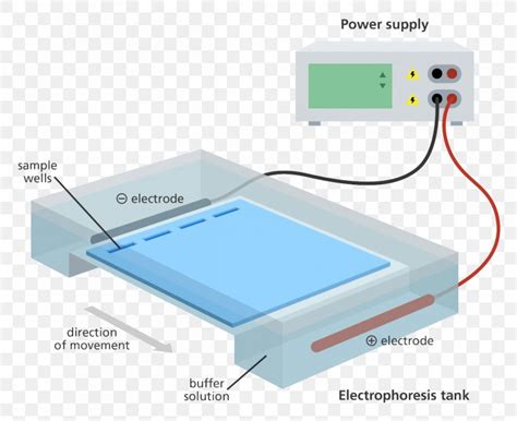 Agarose Gel Electrophoresis Polyacrylamide Gel Electrophoresis, PNG, 1200x978px, Gel ...