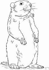 Groundhog Standing coloring Page  Free Printable Coloring Pages sketch template