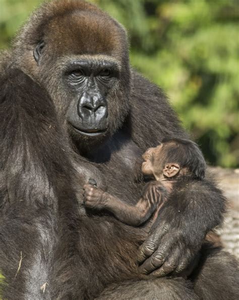 Center for Great Apes in rural Hardee County offering Primate 101 course - Orlando Sentinel