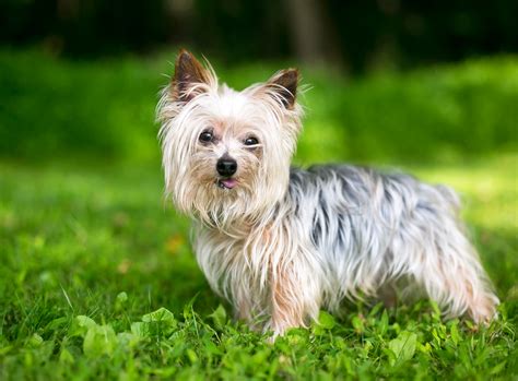 Yorkshire Terrier 🐶 Charakter, Haltung & Pflege | zooplus