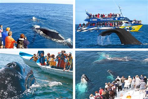 Mirissa Whale Watching | Attractions in Sri lanka