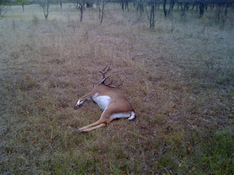 Shot my biggest buck ever yesterday (pic heavy) | Oklahoma Shooters