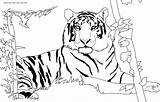 Free Printable Tiger Coloring Pages For Kids sketch template
