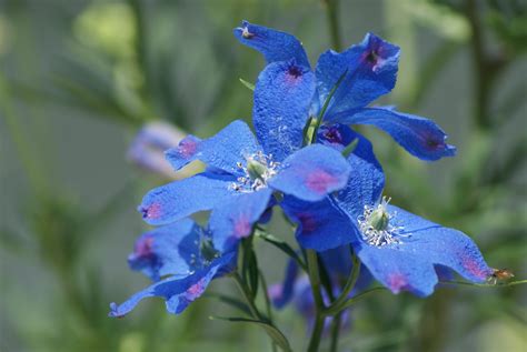 Blue Delphinium - Birds and Blooms