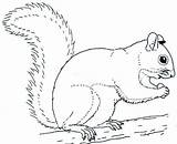 Get This Online Squirrel Coloring Pages For Kids Sz5em sketch template