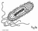 Bacteria Coloring Pages Sketch Page sketch template
