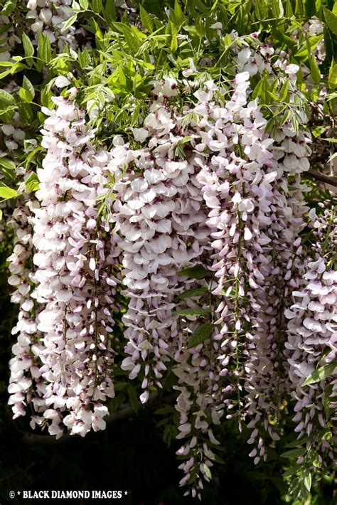 Wisteria cv.'White Blue Eyes' - Japanese Wisteria | Copyrigh… | Flickr