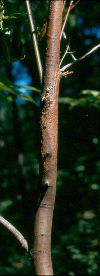 Chestnut Blight: An American Tragedy | Forest Pathology