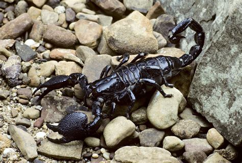 Determining an Emperor Scorpion's Gender