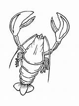 Lobster coloring pages sketch template