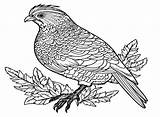 30  Quail Coloring Pages Free Printable PDF JPG PNG & Online sketch template