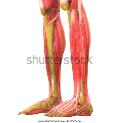 Human Leg Joints Muscles Anatomy 3d Stock Illustration 447279706