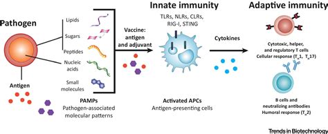 Adjuvants: Types and Functions • Microbe Online