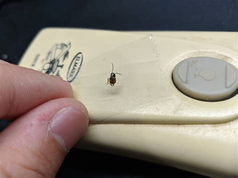 Bed bug or roach nymph? : r/Bedbugs