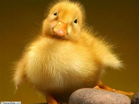 Adorable Ducklings To Brighten Your Day :) · Cute-Baby-Animals.com | Duck pictures, Baby animals ...