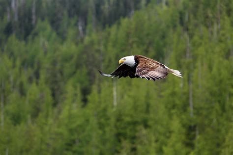 Bald eagle Alaska Photograph by BourgeoisPhotography - Fine Art America