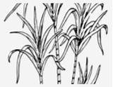 Sugarcane Cane Plant Draw Drawing Colouring Drawings Sugarcan Pages  sketch template